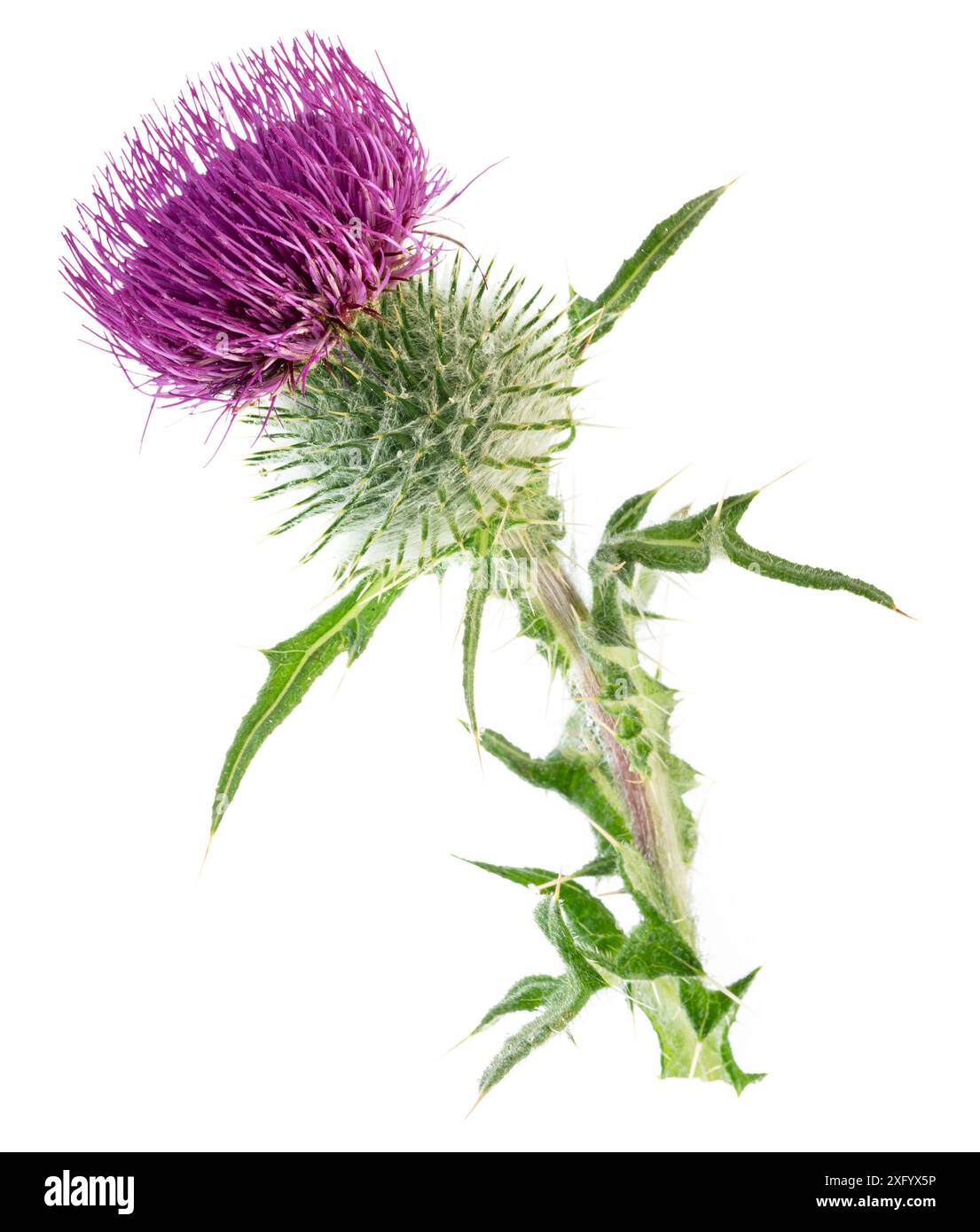 Fiore di cardo del latte isolato su sfondo bianco. Foto Stock