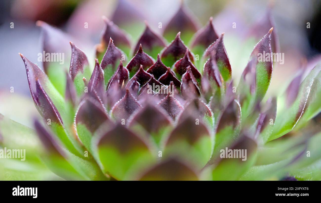 Sempervivum kosanini in Macro Fotografia selettiva. Foto Stock