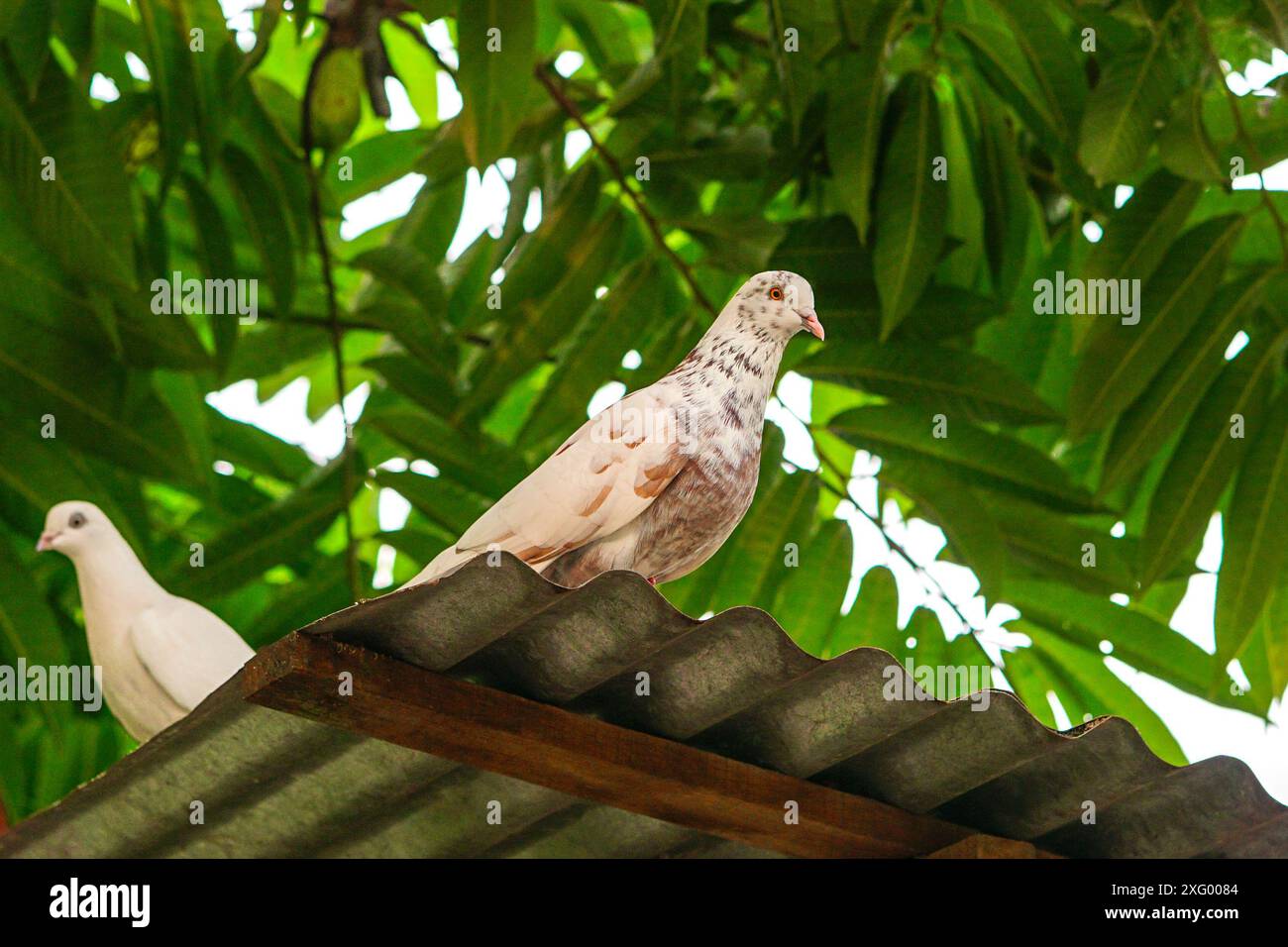 Splendidi piccioni da vicino Foto Stock