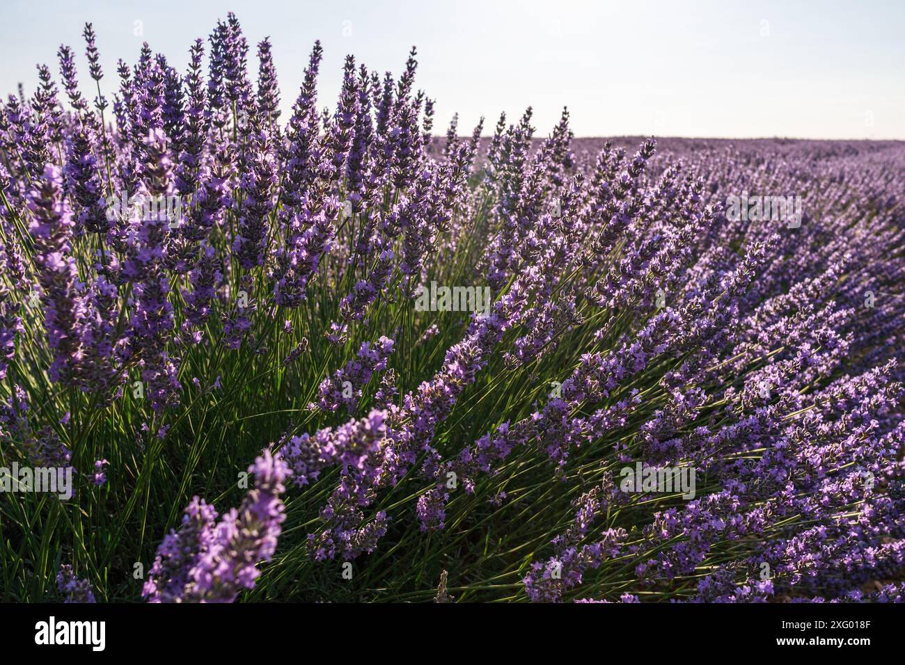 Campo di lavanda in fiore. Primo piano del cespuglio di lavanda. Brihuega, Spagna. Foto Stock