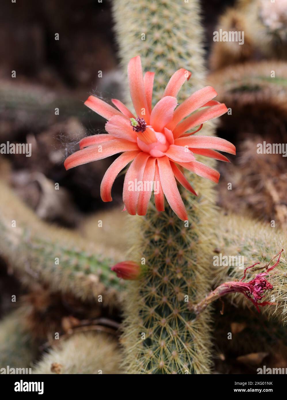 Cleistocactus winteri, Cactaceae, Bolivia, Sud America Foto Stock