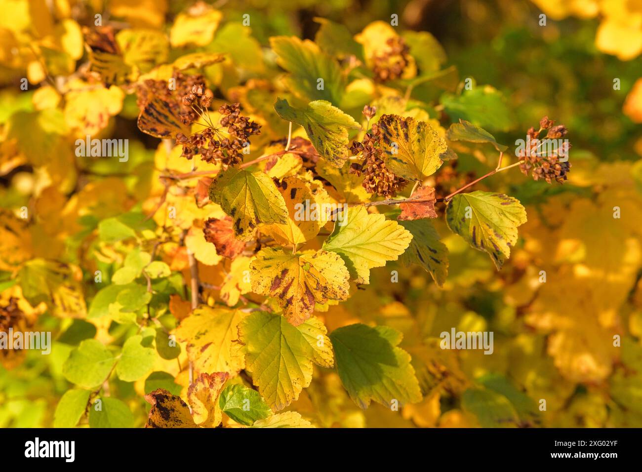 Parco in città. Clima soleggiato in autunno. Foglie di giallo brillante. Ottobre. Camminando in autunno. Foto Stock