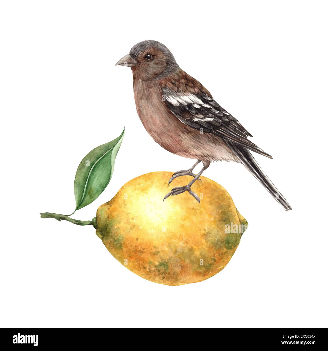 Un realistico uccello marrone siede su un limone giallo. Illustrazione ad acquerello isolata in stile realistico. Composizione disegnata a mano per interni, carte, matrimoni Foto Stock