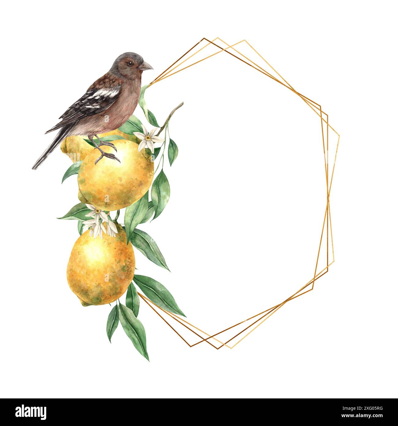 Limone giallo con foglie e fiori verdi, uccello marrone realistico. Montatura esagonale in acquerello isolata in stile vintage con oro. Disegnato a mano per le carte Foto Stock