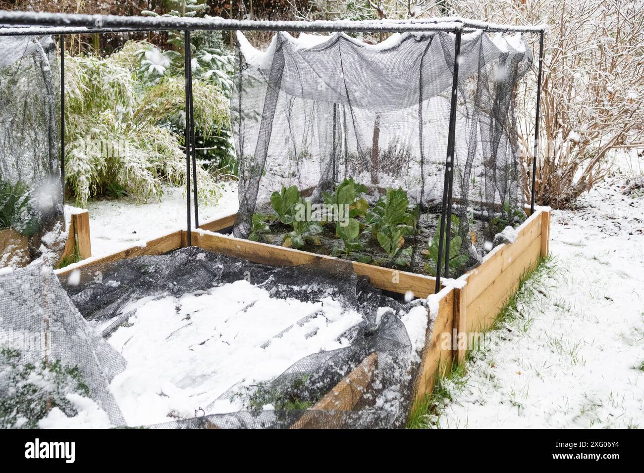 Cavoli che crescono in letti rialzati con reti protettive coperte di neve in giardino in Scozia, Regno Unito - il peso della neve ha fatto crollare la rete Foto Stock