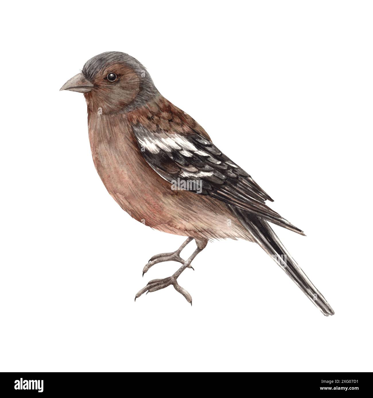 Uccello marrone realistico - finch. Illustrazione ad acquerello isolata in stile realistico. Composizioni per interni, carte, design di nozze, inviti, Foto Stock