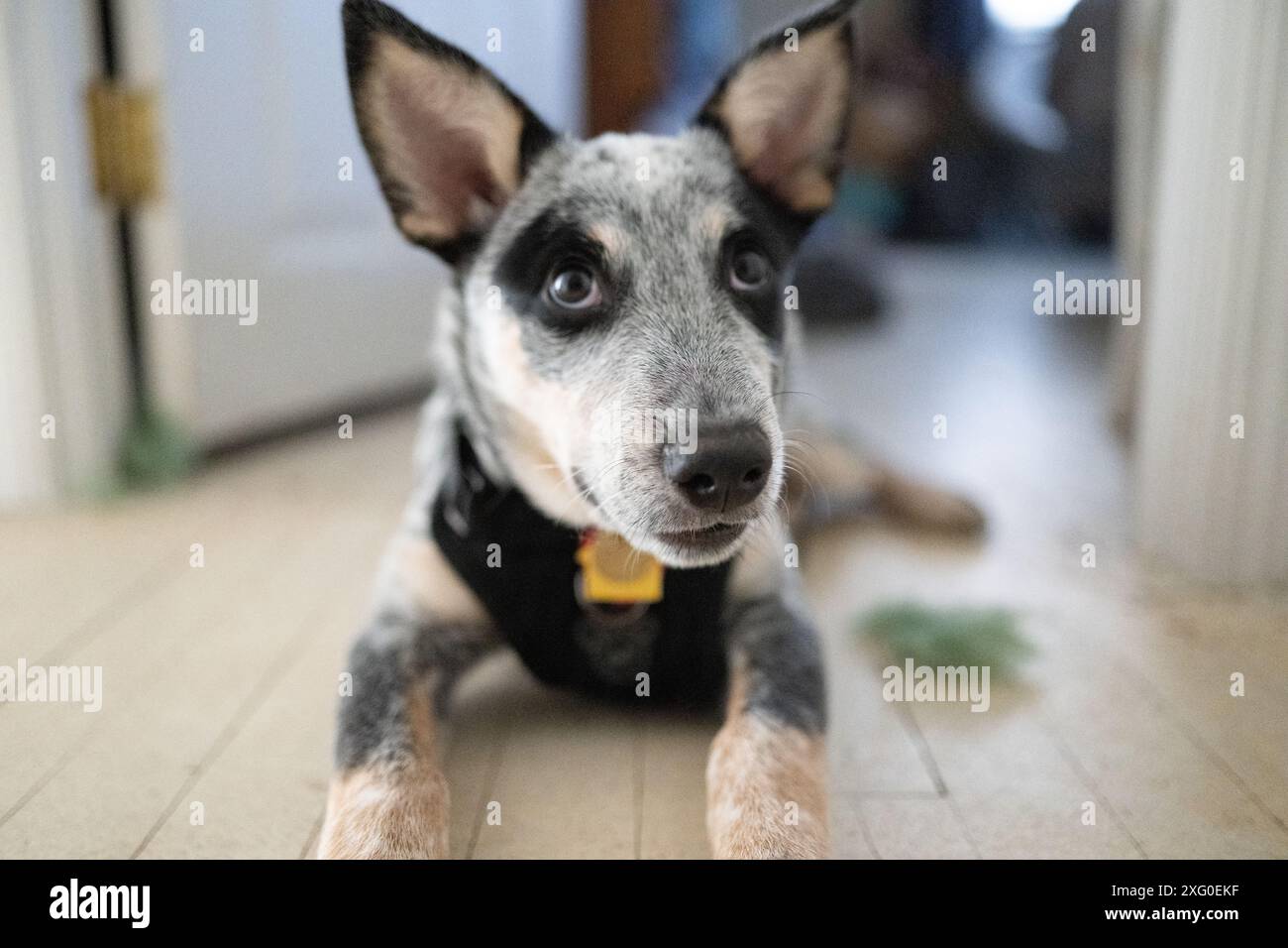Vista ravvicinata dell'Australian Cattle Dog Blue Heeler Bluey Foto Stock