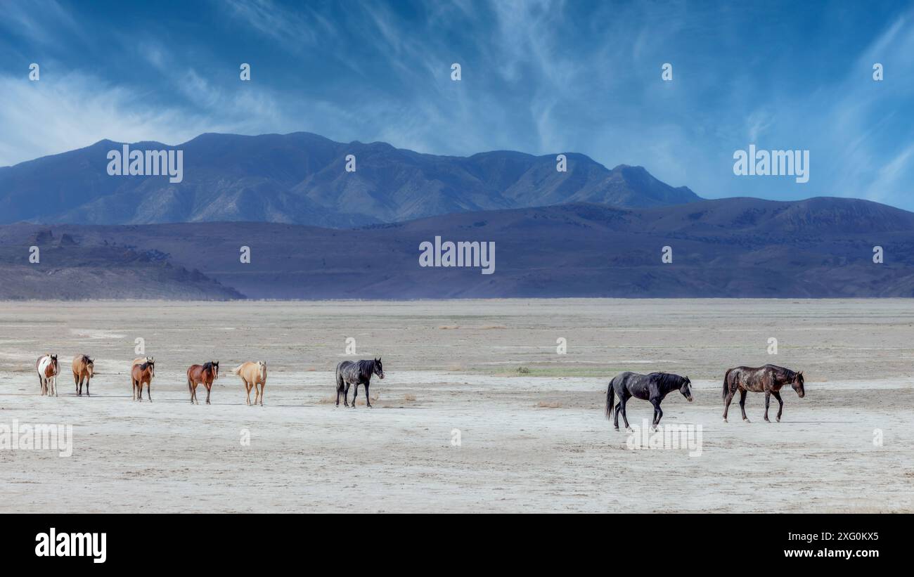 La mandria di cavalli selvaggi del monte Onaqui ha una struttura da lieve a moderata e varia nei colori da sorrel, roan, buckskin, nero, palomino, e grigia. Foto Stock