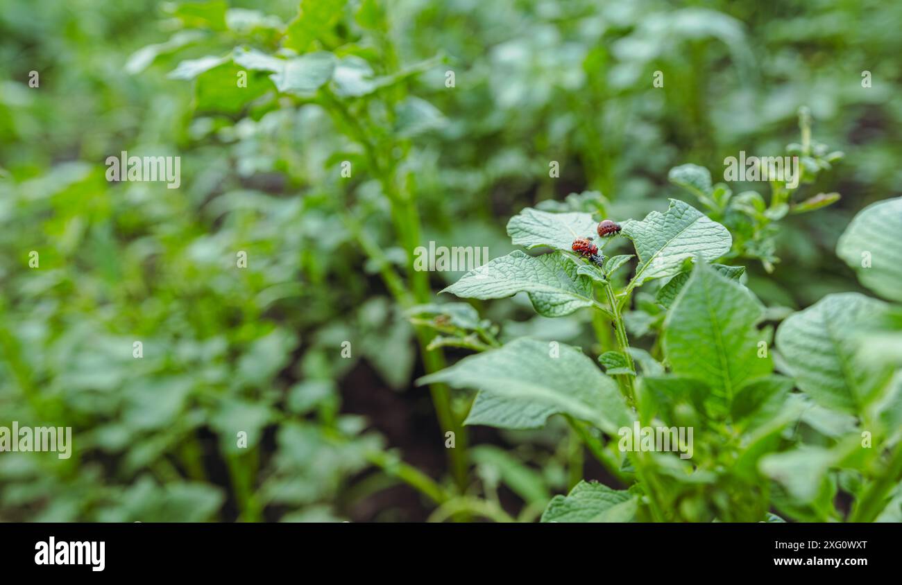 I coleotteri della patata del Colorado banchettano con foglie di piante di patate. Foto Stock