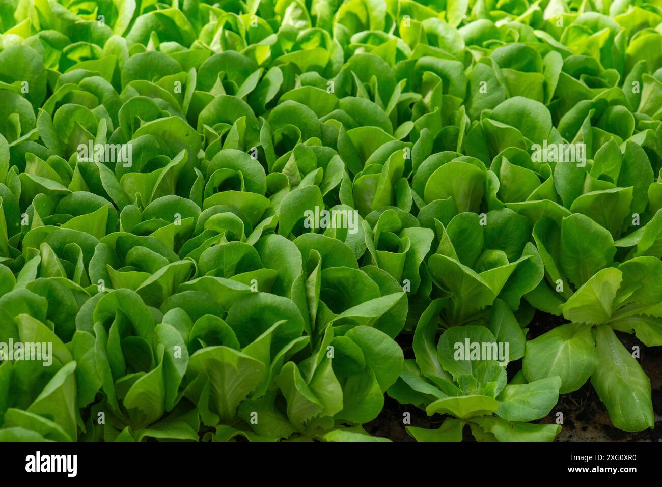 Lattuga verde (Lactuca sativa var. Crispa), Baviera, Germania Foto Stock