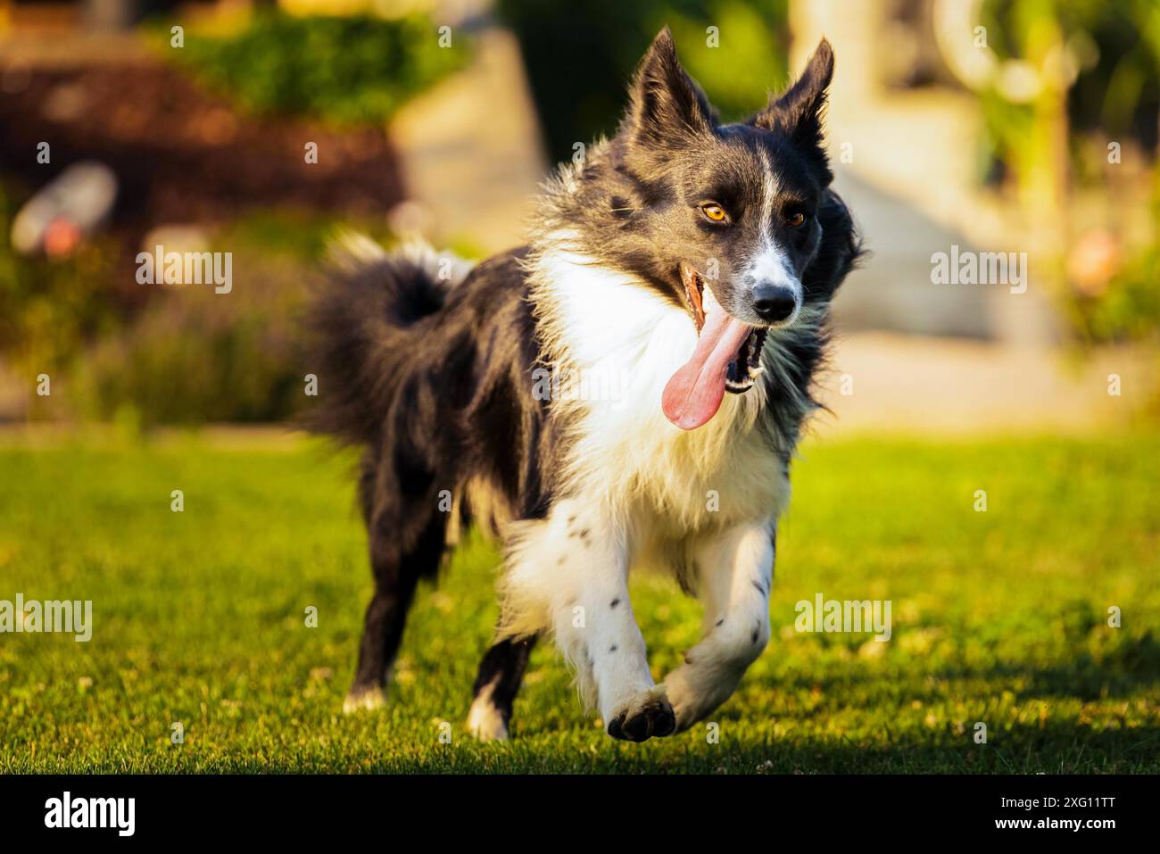 Cane purosangue Young Border Collie che corre veloce in cortile con la lingua fuori Foto Stock
