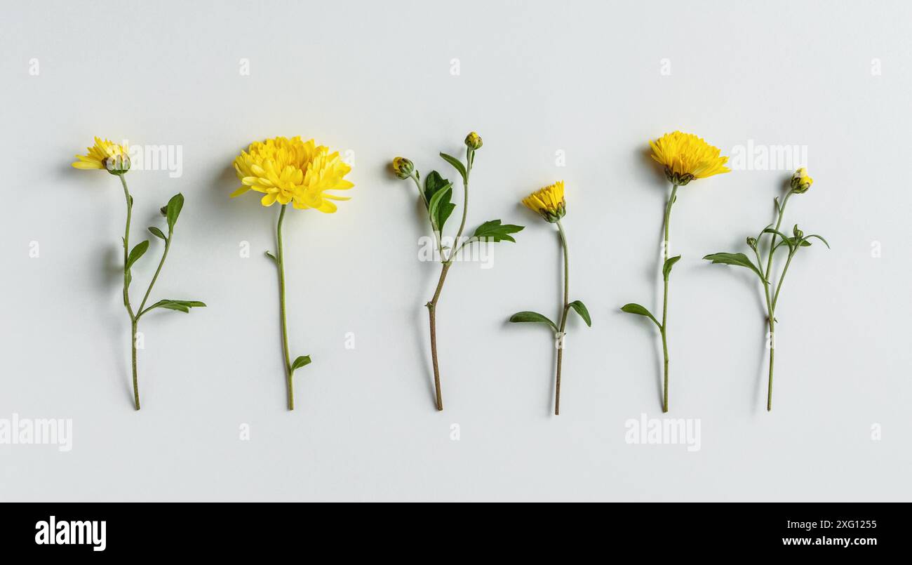 Fiori di crisantemo gialli in fila su sfondo bianco, giacitura flat floreale per i disegni di poster di saluto Foto Stock