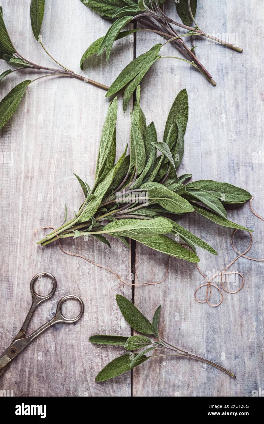 Mazzo di foglie di Sage verde su tavolo di legno grigio, forbici erbe cordoncino piatto, vista dall'alto Foto Stock