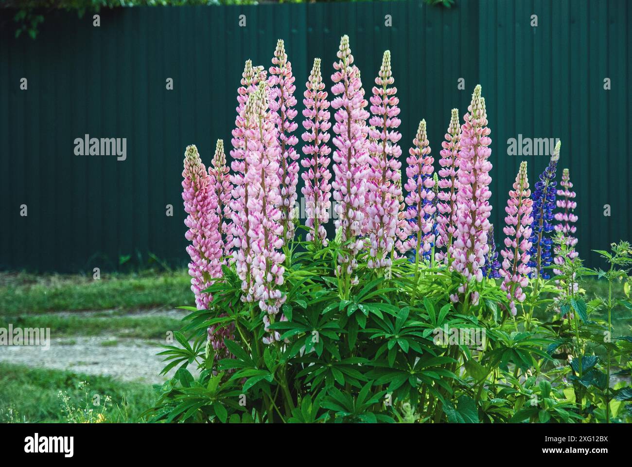 Pianta di lupino che fiorisce con fiori rosa in estate (Lupinus polyphyllus) Foto Stock