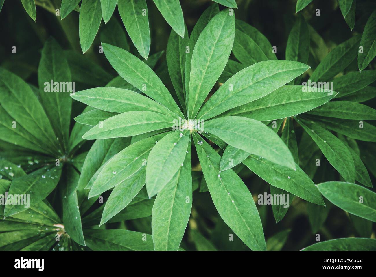 Foglie di piante di Lupino nel giardino primaverile Foto Stock