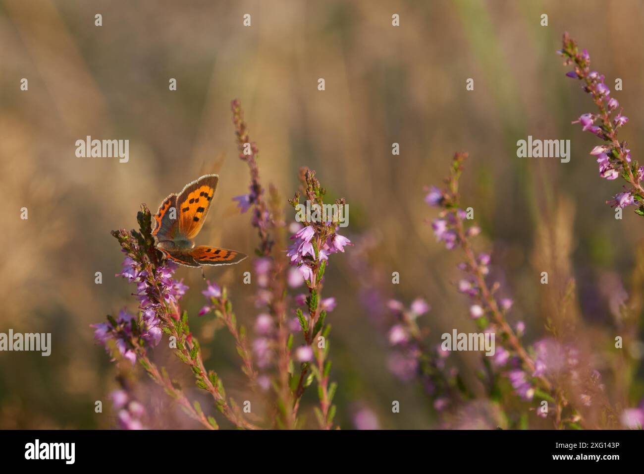 Piccolo rame (Lycaena phlaeas) su scopa heather. Piccola farfalla di rame (Lycaena phlaeas) su Calluna vulgaris, erica comune Foto Stock