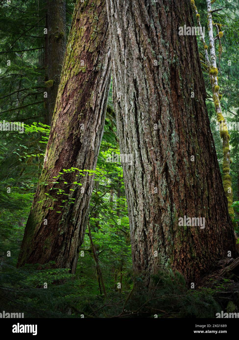 Due grandi tronchi di abete douglas pendenti nella foresta vecchia, North Fork Sauk River Trail, Cascade Mountains, Washington State, USA Foto Stock