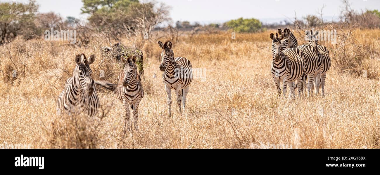 Zebre nella Savannah al Kruger National Park, Sudafrica Foto Stock