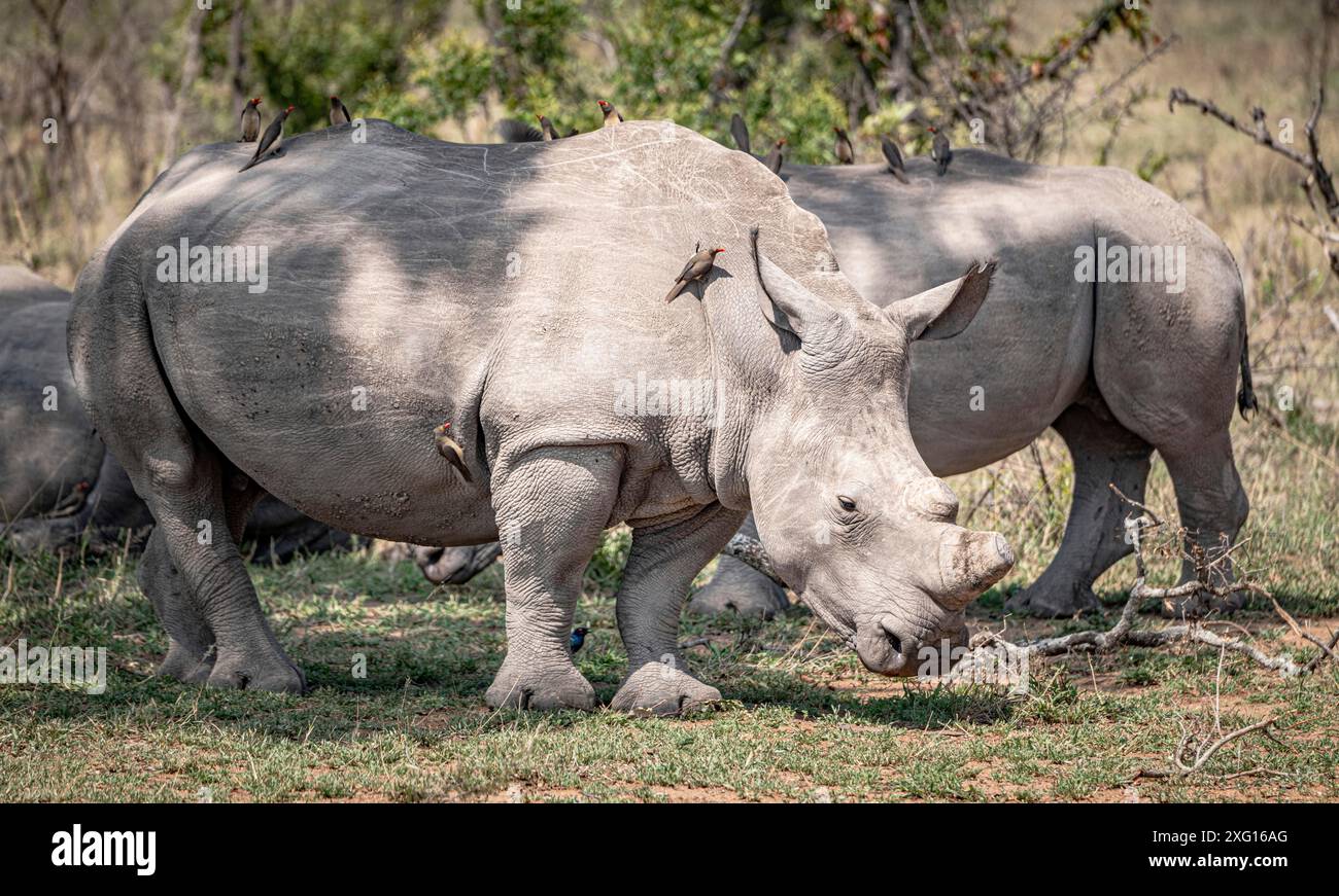 Rinoceronte bianco (Ceratotherium simum) nel Parco Nazionale di Kruger, Sudafrica Foto Stock
