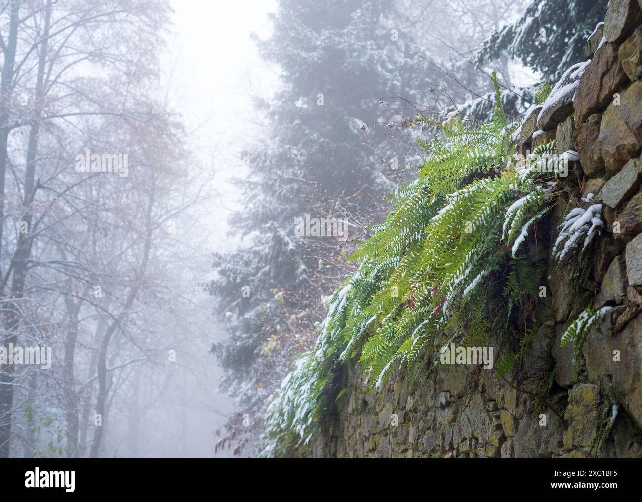 Fern su un muro con gelo in inverno Foto Stock