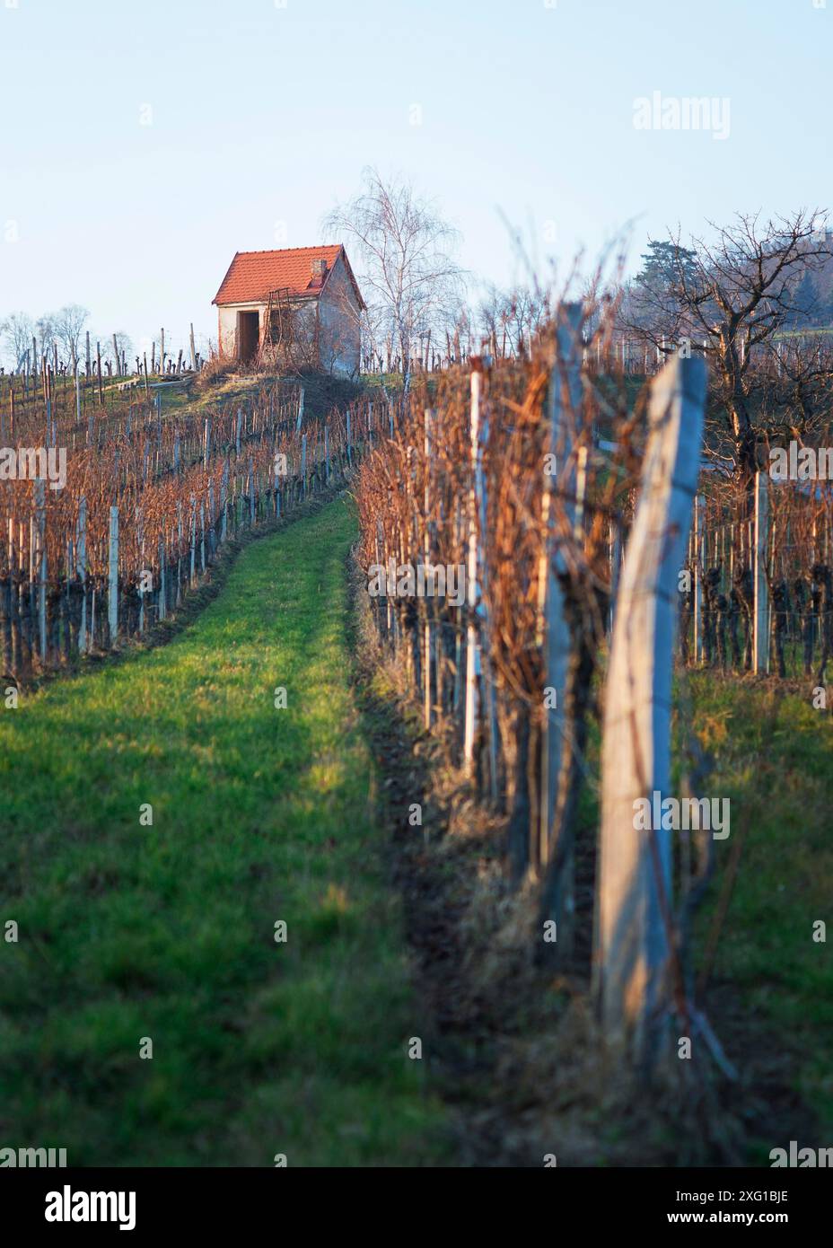 Ammira la ripida strada rettilinea nel paesaggio dei vigneti autunnali in una giornata di sole. Piccola capanna in cima a una collina, foglie dorate e cielo blu Foto Stock