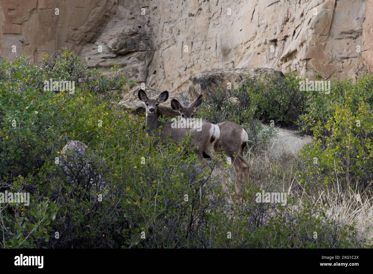 Mule Deer grazing in Writing-on-Stone Provincial Park in Alberta, Canada. Foto Stock