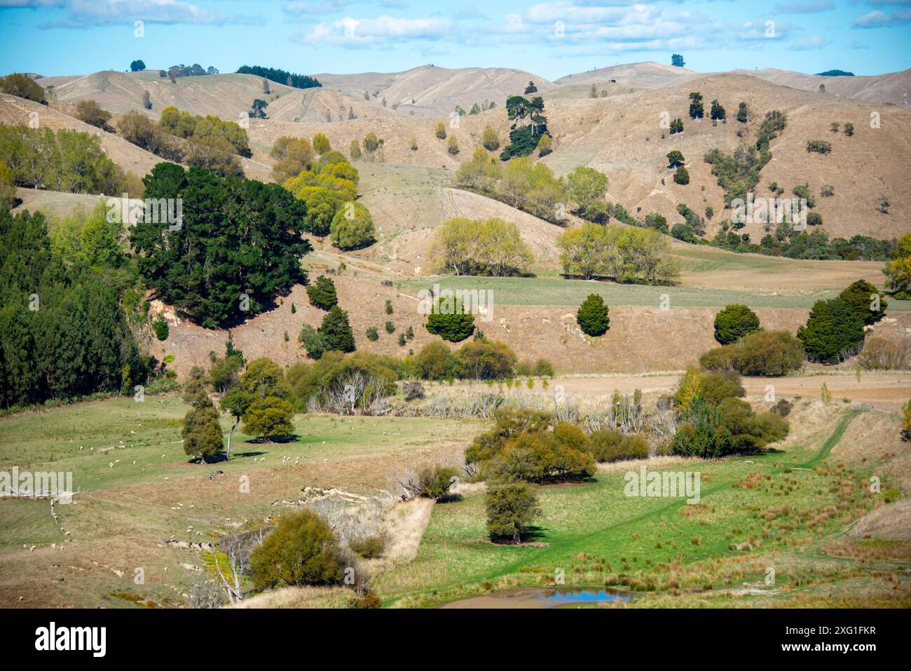 Pascolo di pecore nella regione di Manawatu-Whanganui - nuova Zelanda Foto Stock