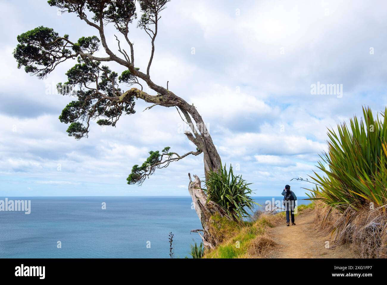 Mangawhai Cliff Walk - nuova Zelanda Foto Stock