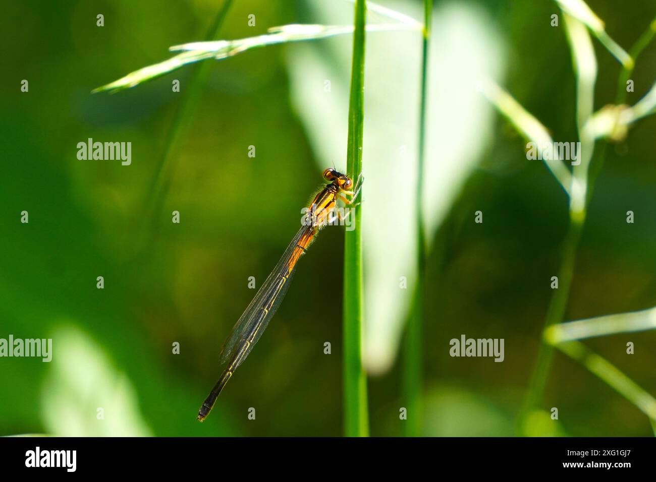 Comune Damselfly blu Foto Stock