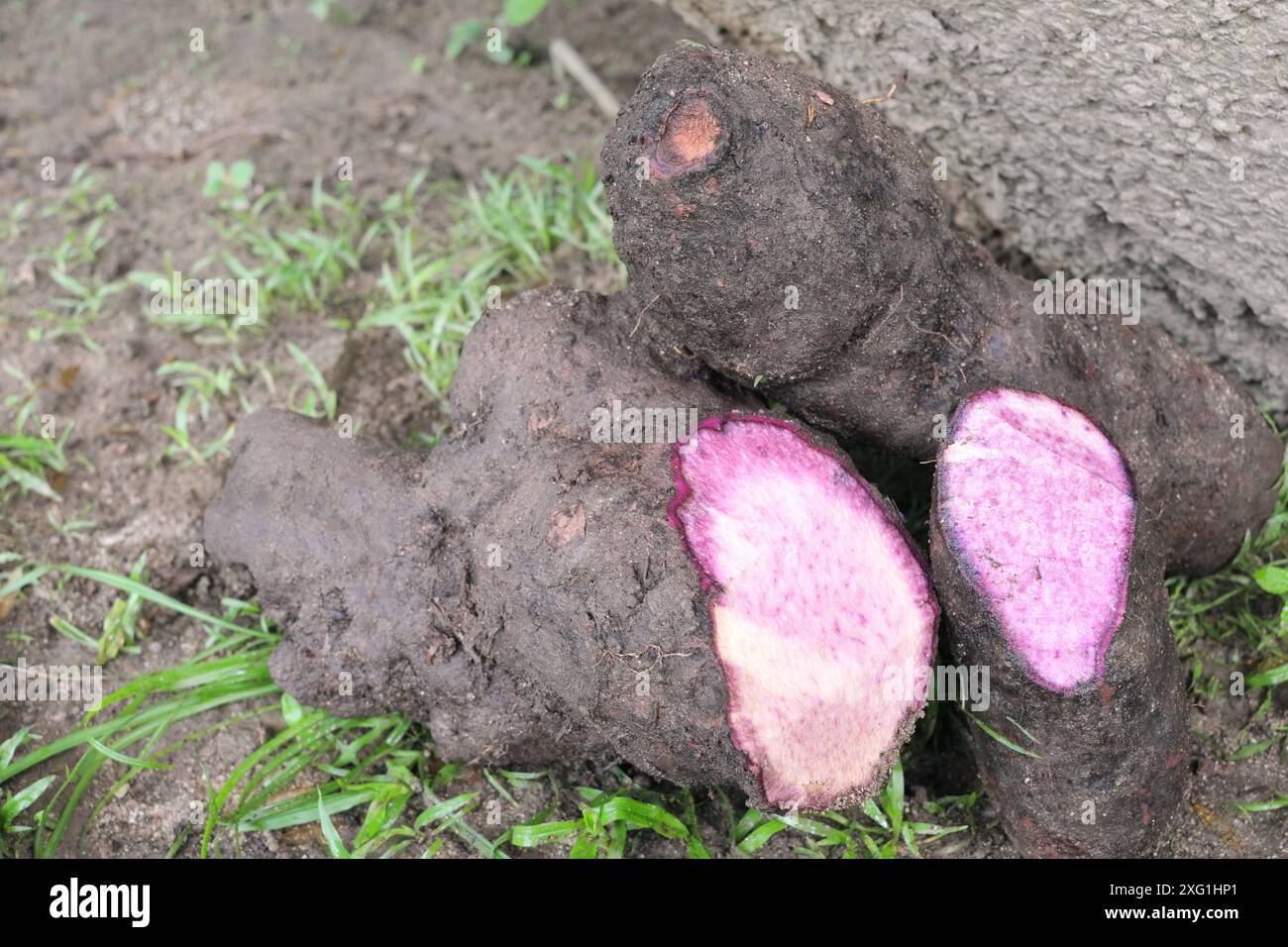 Primo piano di Dioscorea alata o ube o coltura di radice di yam viola. Foto Stock