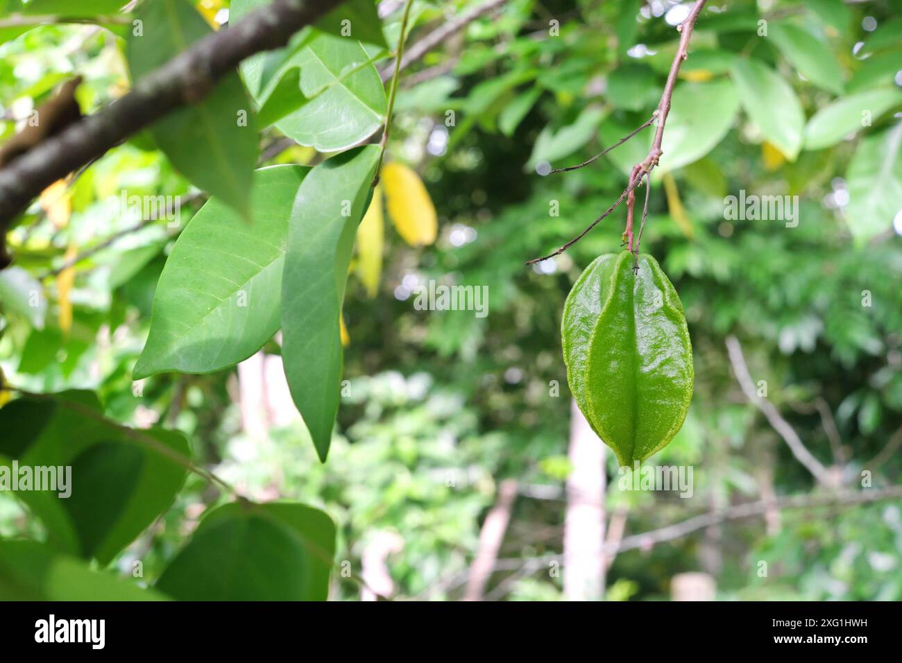 Primo piano di carambola verde Averrhoa o frutto stellato appeso su un albero. Foto Stock