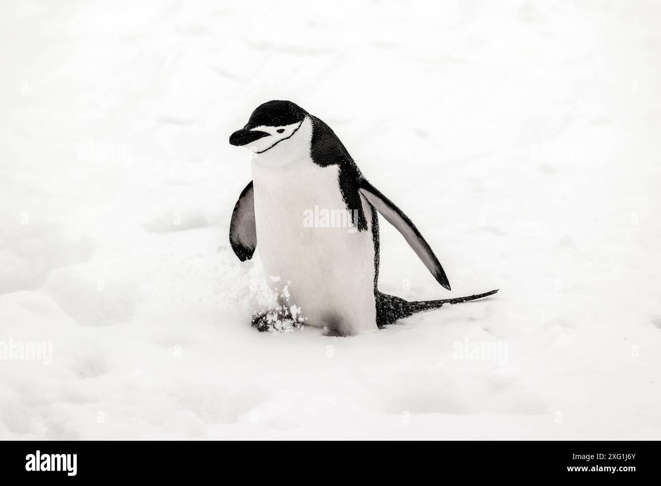 Pinguino Chinstrap, isola di Barrientos, Antartide, sabato 18 novembre, 2023. foto: David Rowland / One-Image.com Foto Stock