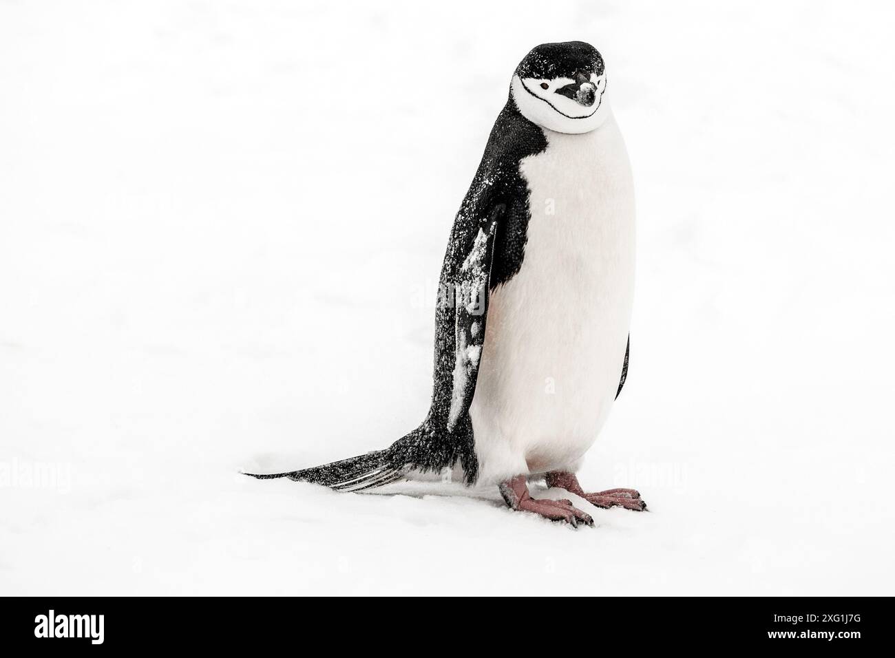 Pinguino Chinstrap, isola di Barrientos, Antartide, sabato 18 novembre, 2023. foto: David Rowland / One-Image.com Foto Stock
