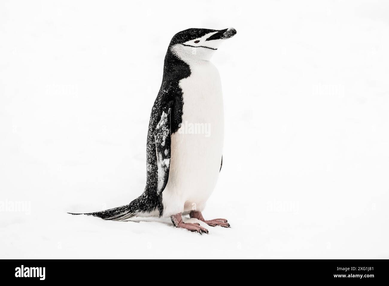 Pinguino Chinstrap, isola di Barrientos, Antartide, sabato 18 novembre, 2023. foto: David Rowland / One-Image.com Foto Stock