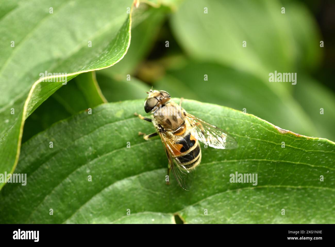 Comune mosca drone, Eristalis tenax, femmina che si crogiola su una foglia verde. Foto di alta qualità Foto Stock