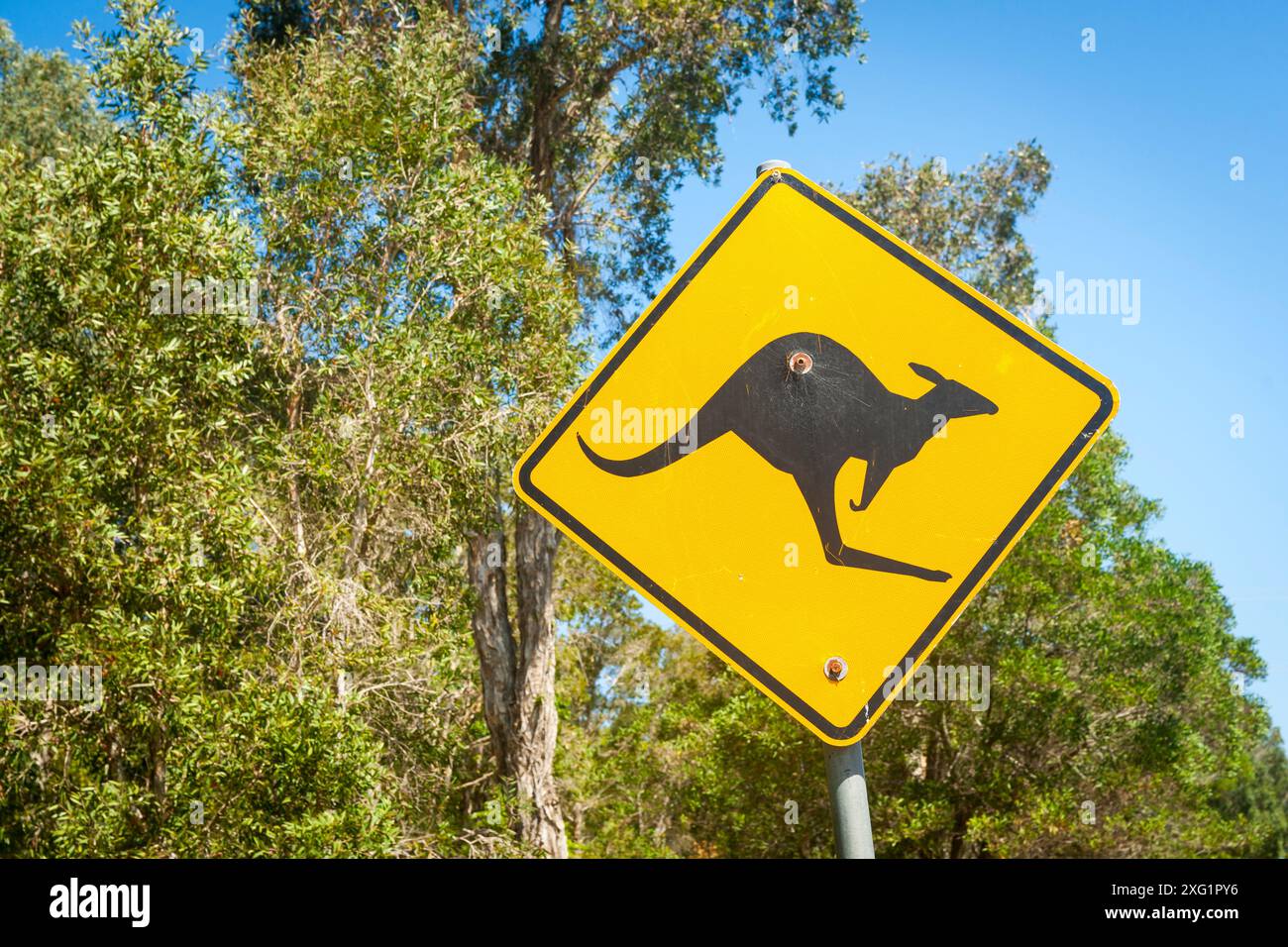 Cartello segnaletico giallo e nero a bordo strada con silhouette di canguro con sfondo verde albero. Foto Stock