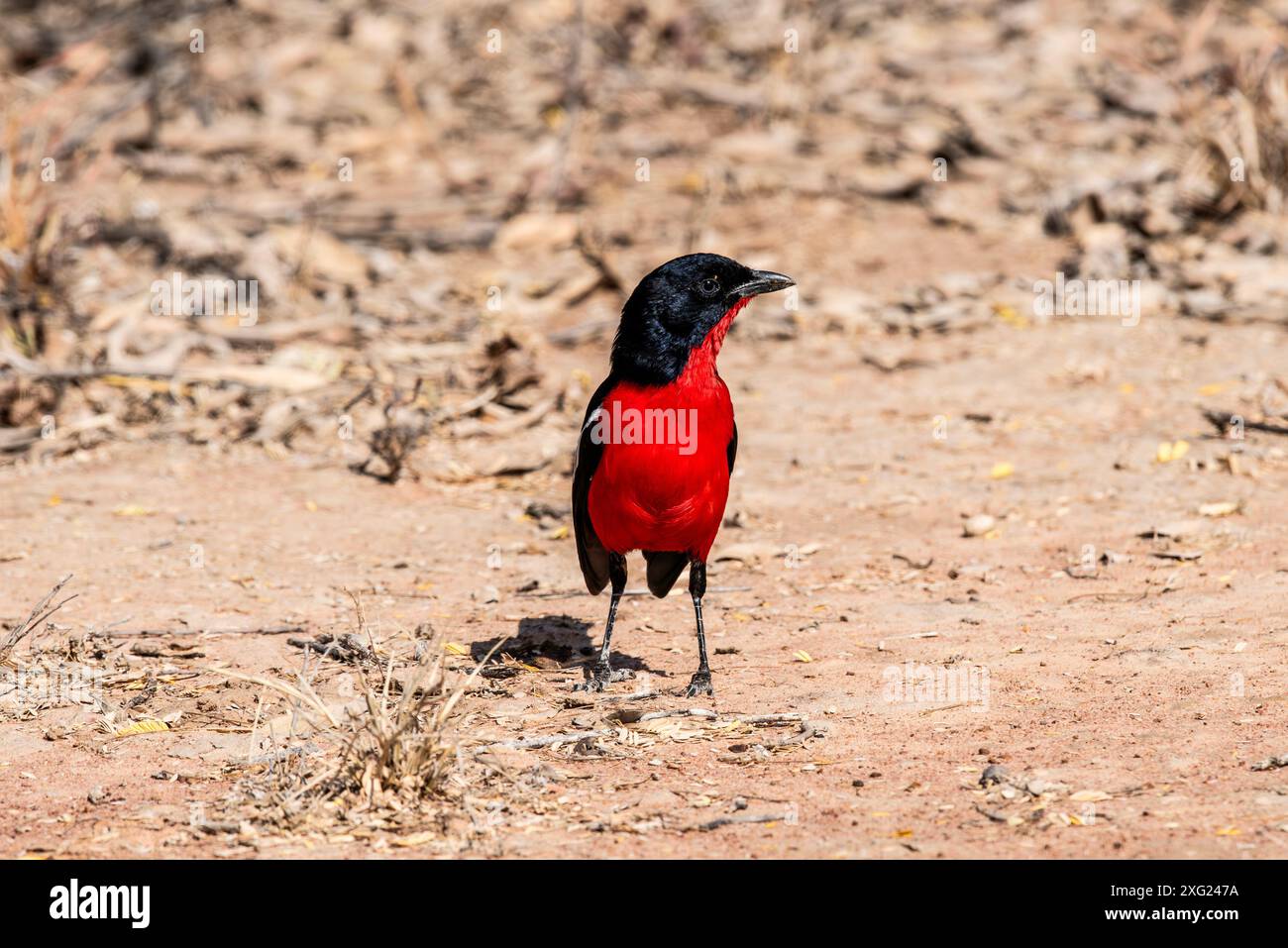 Shrike Crimson-Breasted Foto Stock