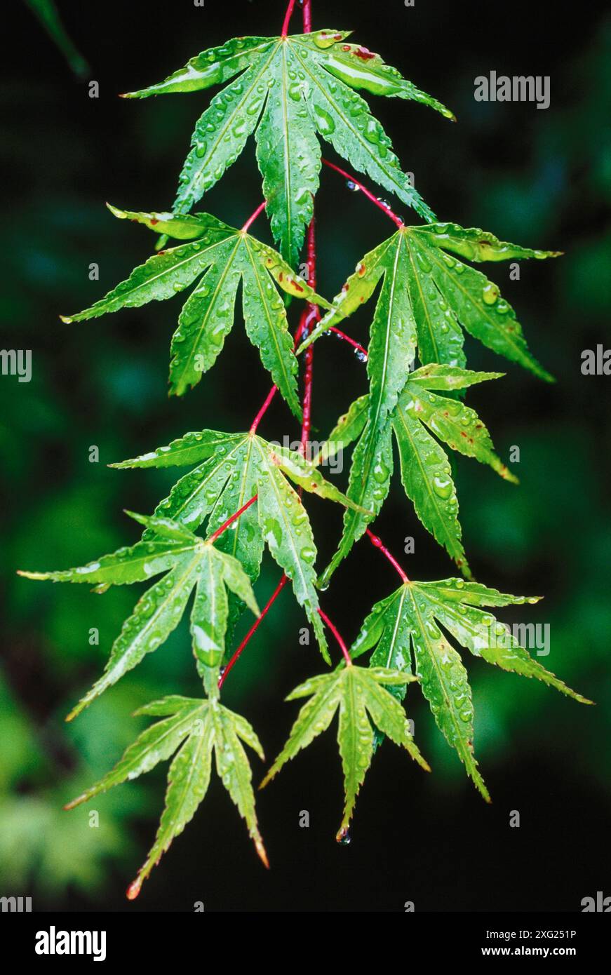 Acero Acer (sp). Foto Stock