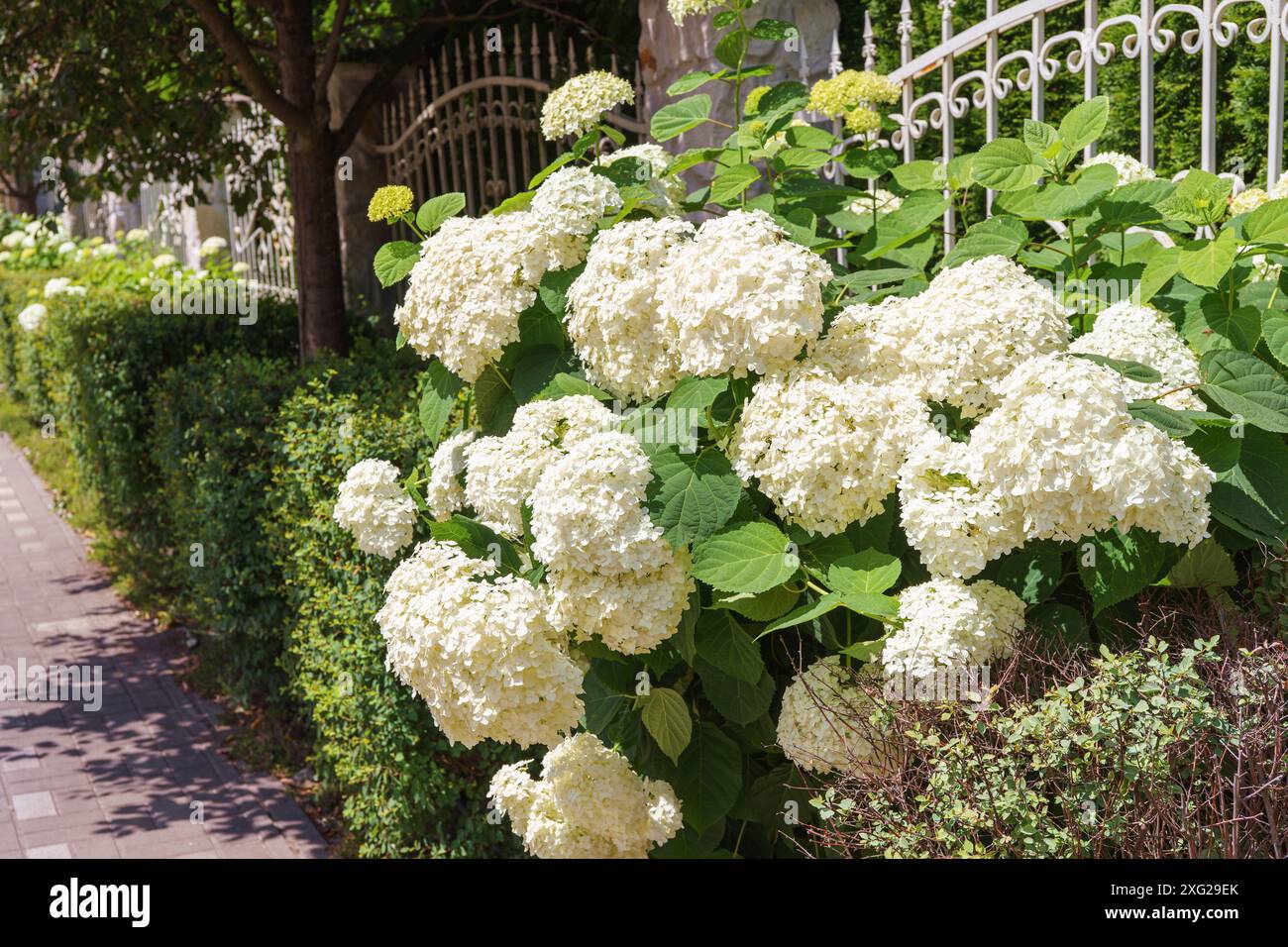 Cespuglio di fiori bianchi in fiore di ortensie paniculata in estate all'aperto, decorazioni di strada. Giardinaggio, fiori decorativi per nozze, design paesaggistico gar Foto Stock