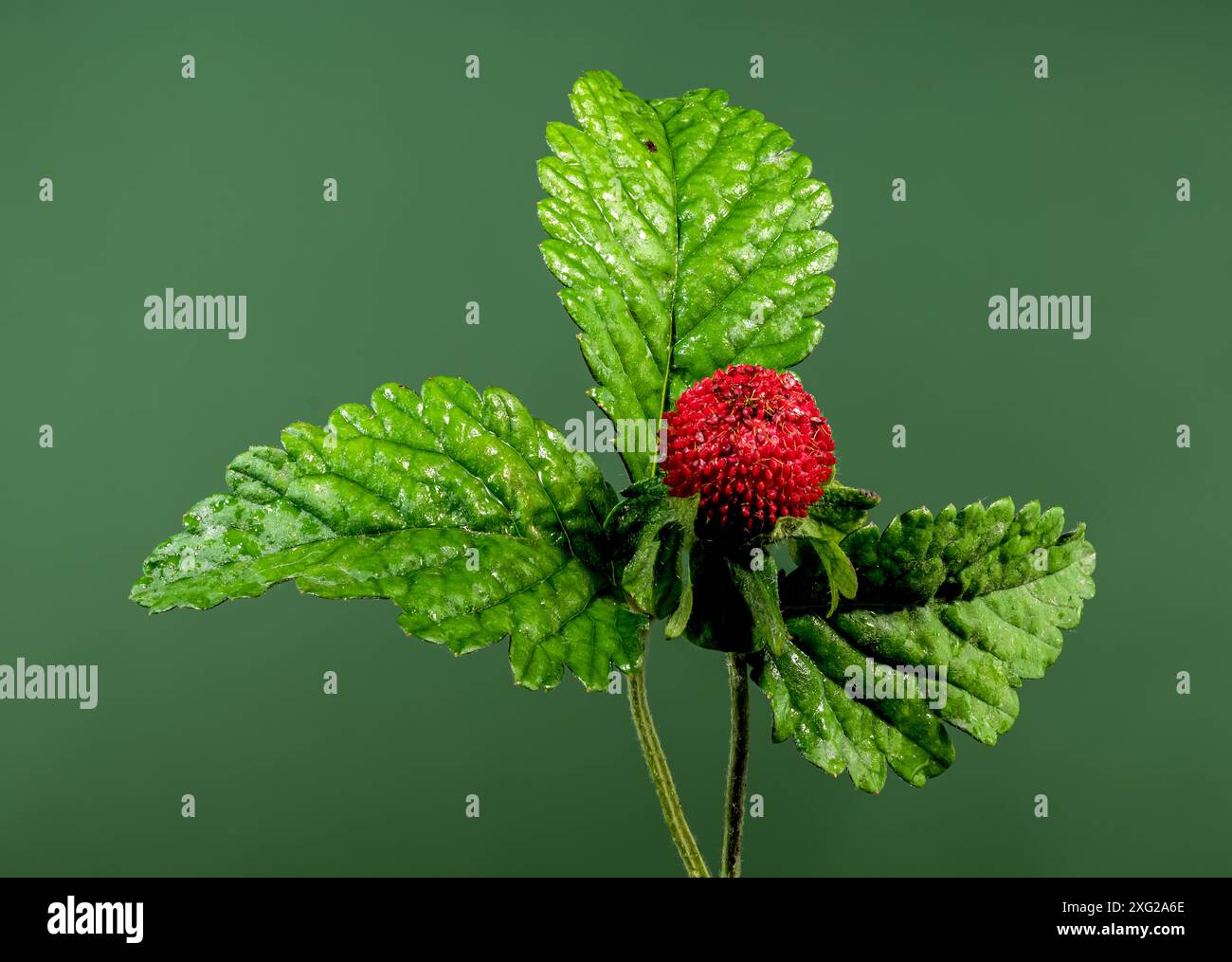 Splendida Duchesnea indica rossa fiorita o fragola di faise su sfondo verde. Primo piano della testa dei fiori. Foto Stock