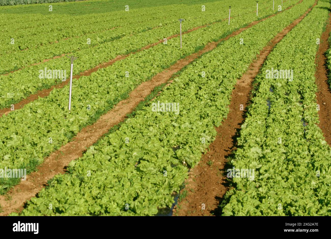 Le lattughe di campo. Haro. La Rioja. Spagna Foto Stock