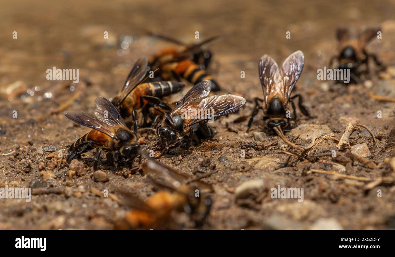 L'ape del miele gigante, apis dorsata Foto Stock