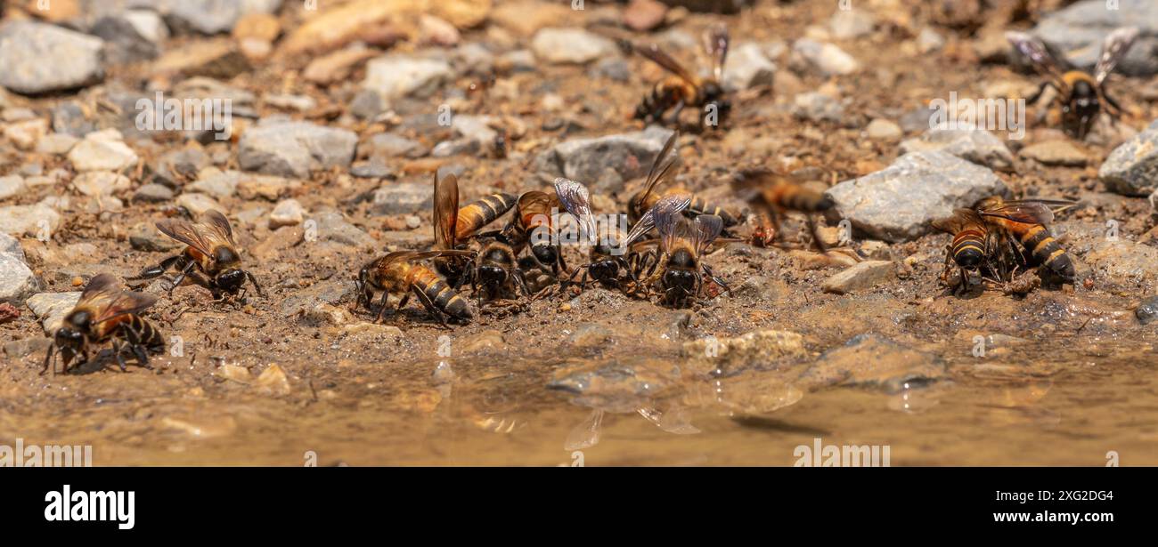 L'ape del miele gigante, apis dorsata Foto Stock