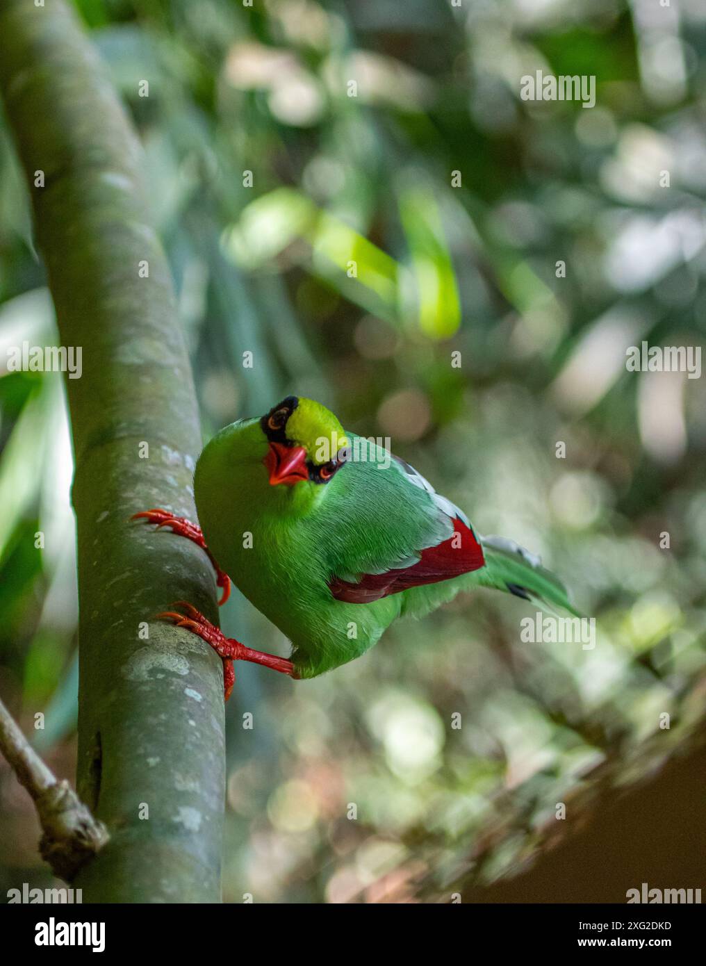 Green Magpie, campeggio Wat Krang Foto Stock