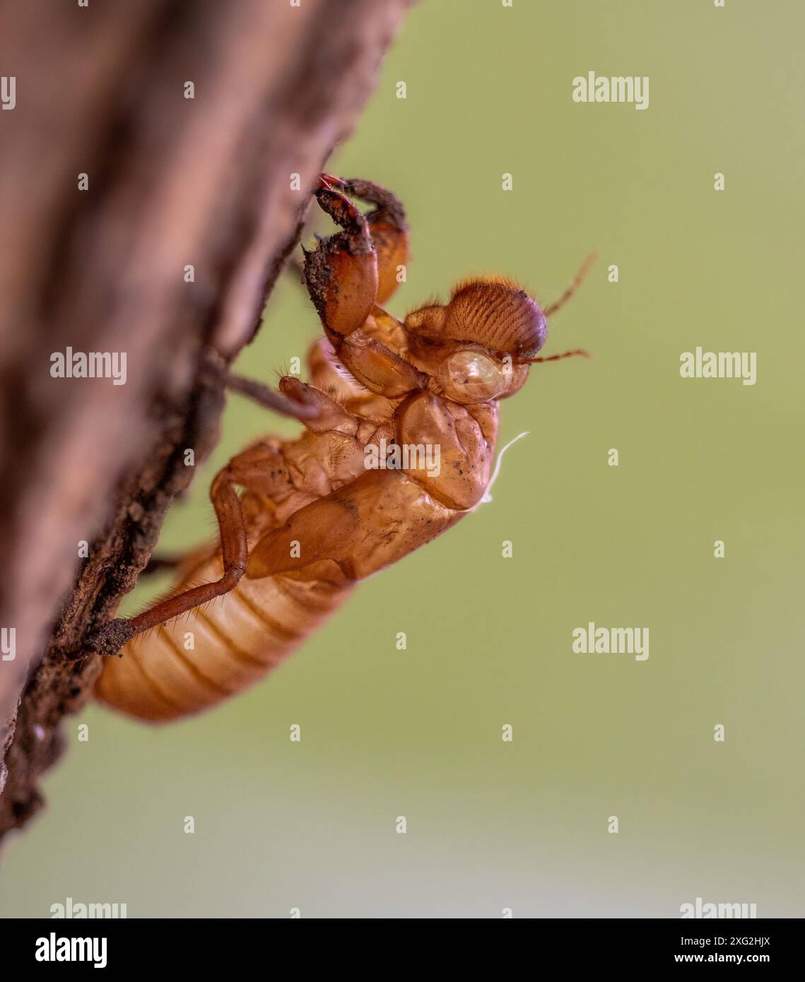 Pelle di Dragonfly, Thailandia Foto Stock