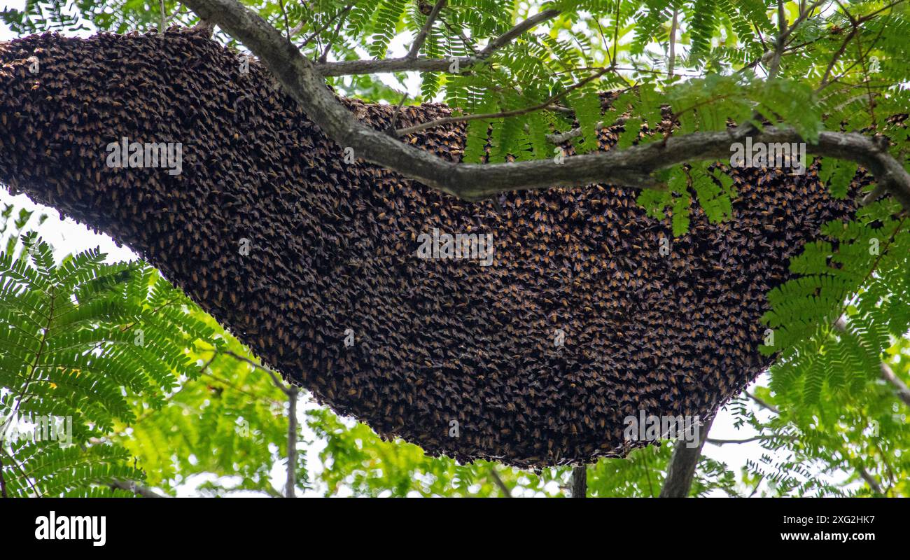 le api nidificano nell'albero Foto Stock