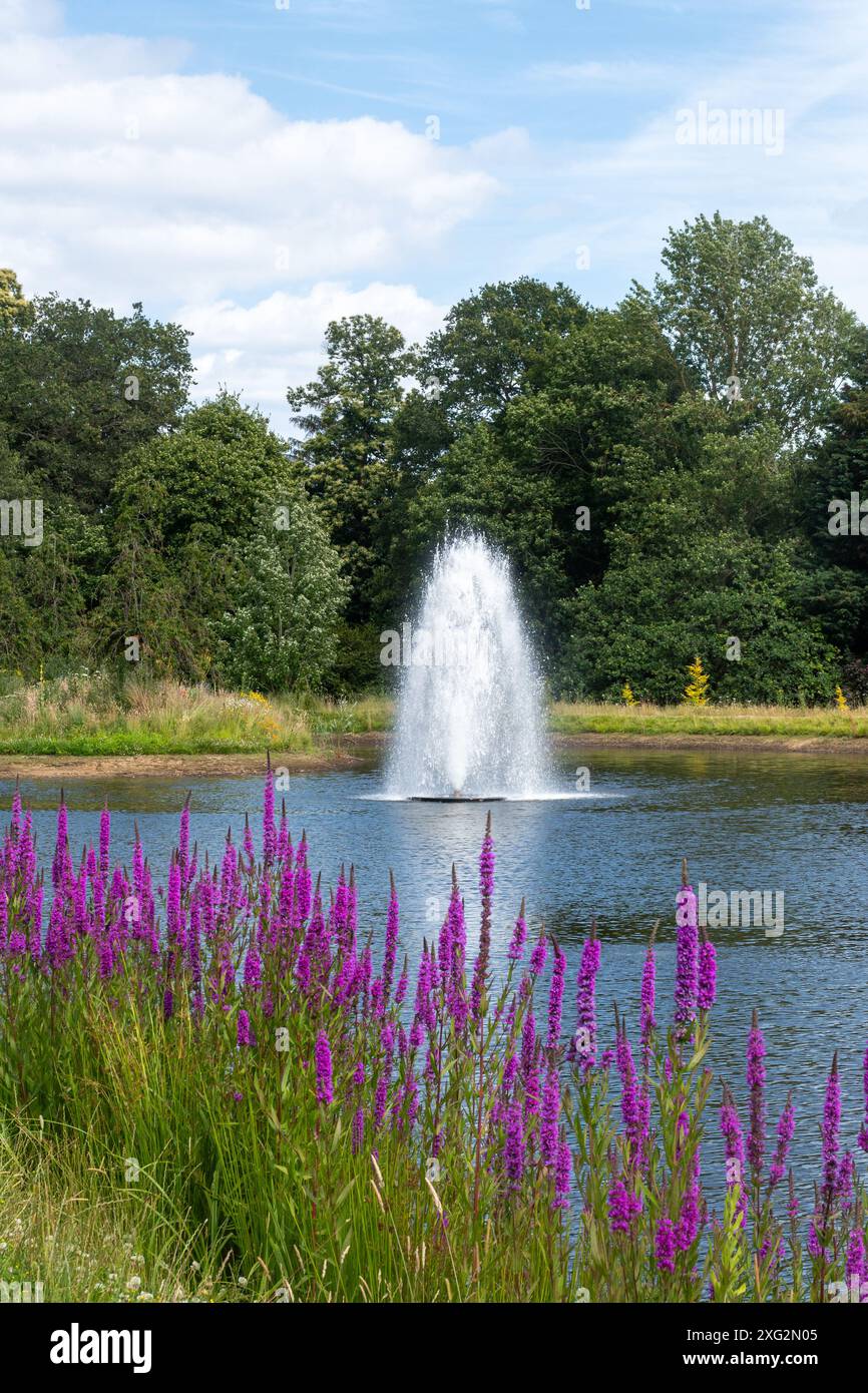 Fountain in Clear Lake at RHS Wisley Garden, Surrey, Inghilterra, Regno Unito, durante l'estate, con fiori viola Foto Stock