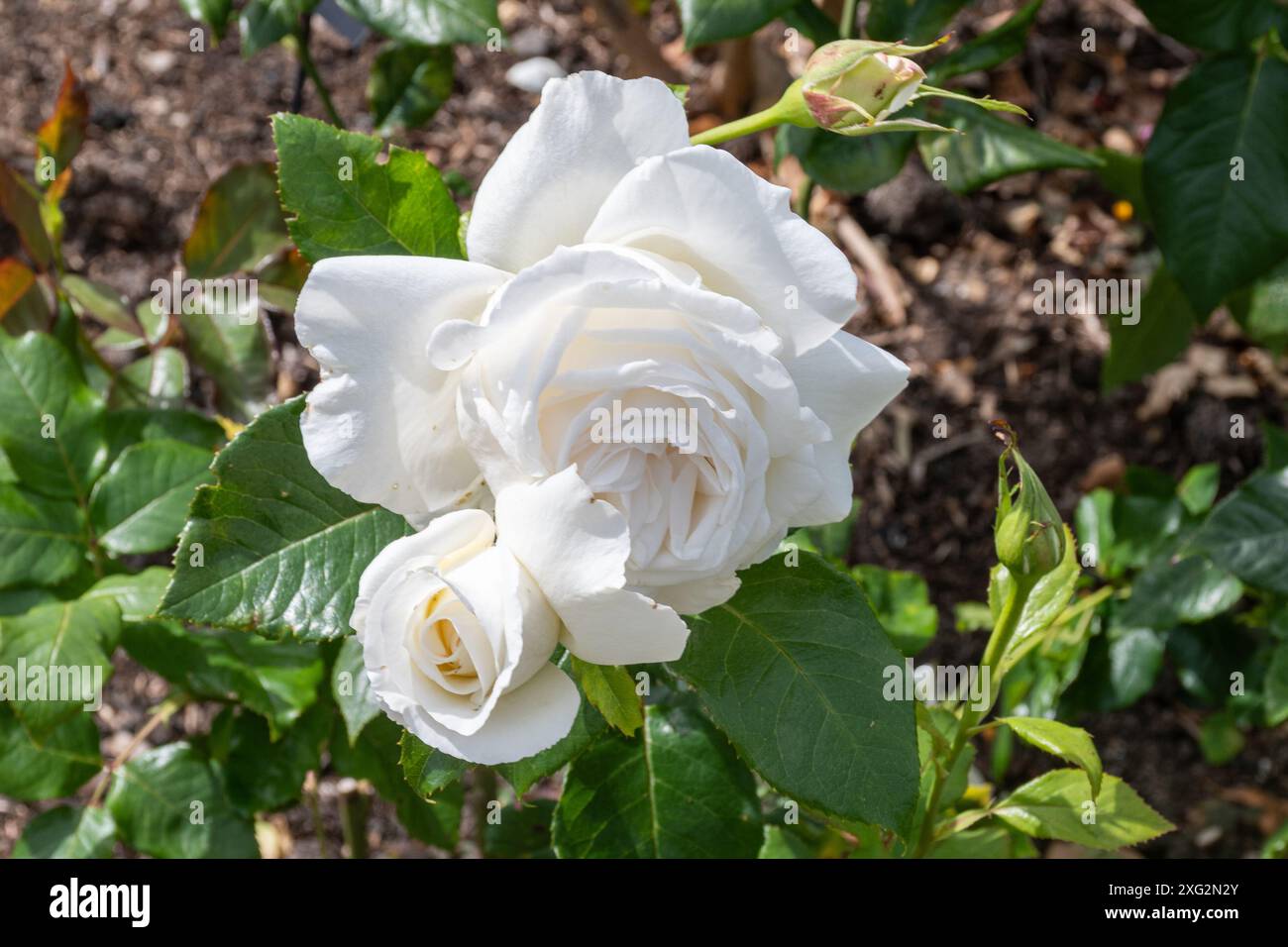 Rosa Silver Anniversary 'Poulari', rosa cespuglio con fiori bianchi doppi fiori fiori durante l'estate o luglio, Inghilterra, Regno Unito Foto Stock