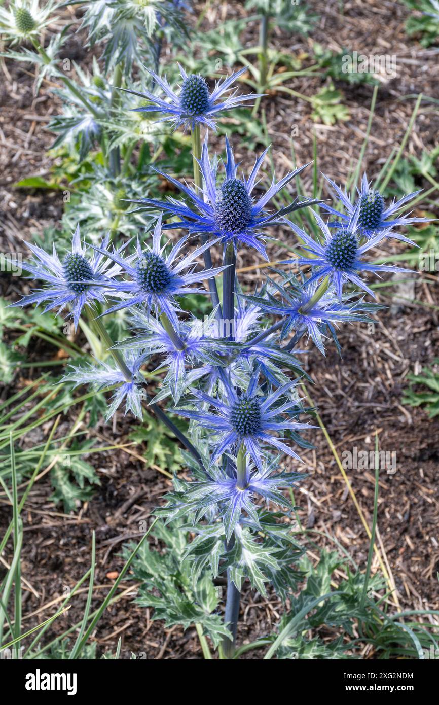 Sea holly - Eryngium x zabelii "Big Blue" ("Myersblue"), pianta perenne con fogliame spiovente e fiori blu in estate, Inghilterra, Regno Unito Foto Stock