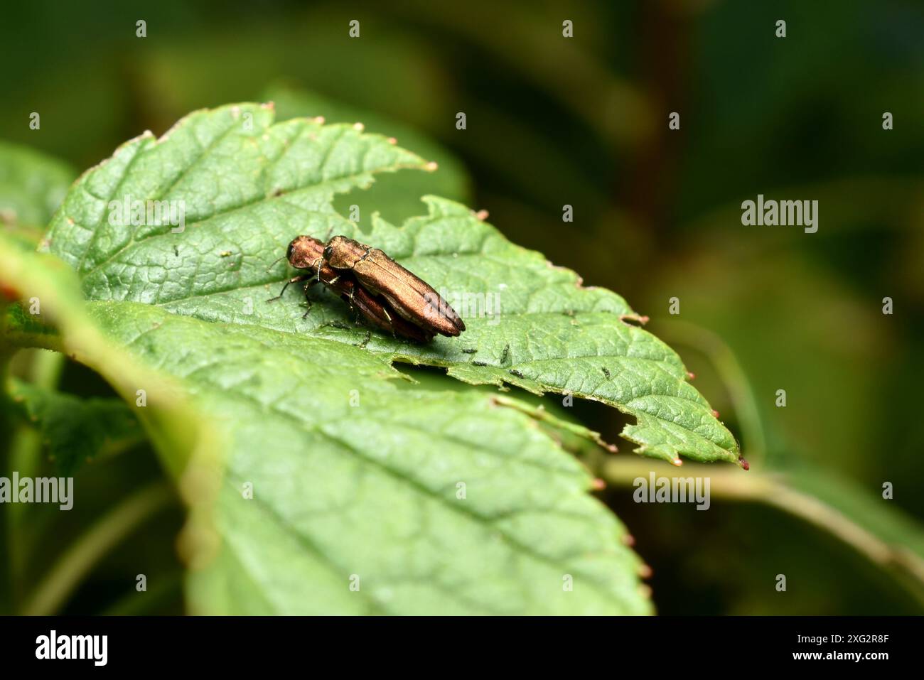 Agrilus planipennis - Borer in cenere di smeraldo. Foto di alta qualità Foto Stock